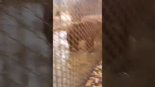 национальный парк лосиный остров смотреть онлайн