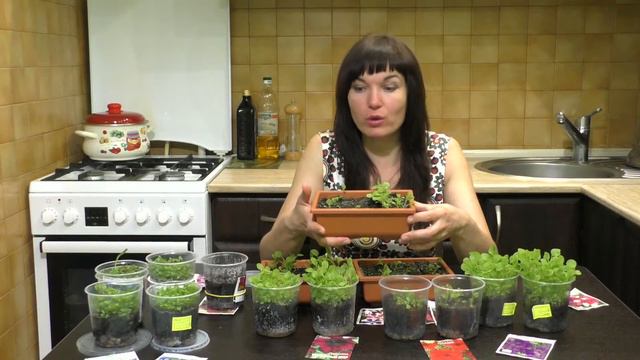 Природное земледелие. Лобелия и петуния (укр)