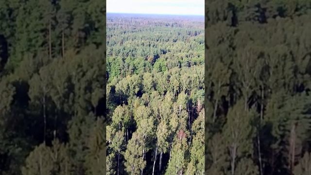 Лесное озеро, смотреть онлайн