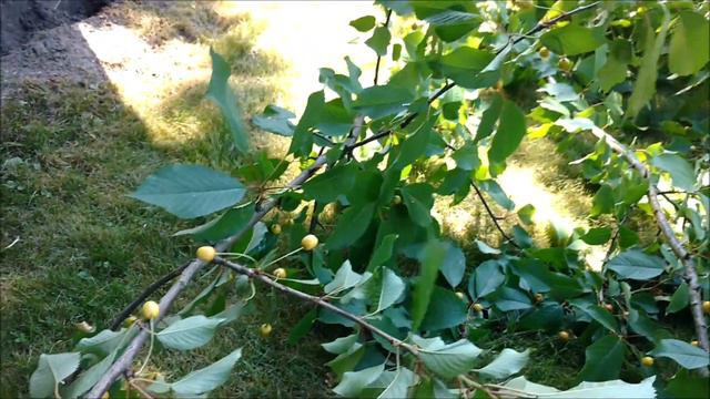 Я ненавижу мышей мой камин просто развалился на глазах смотреть онлайн