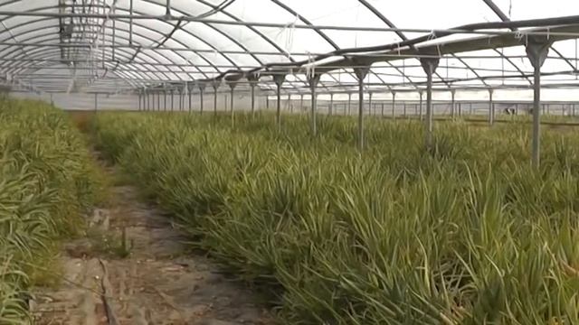 FERME D'ALOE ARBORESCENS AMATO смотреть онлайн