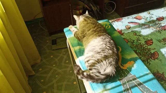 Когда пытаешься выгнать кошку из комнаты смотреть онлайн