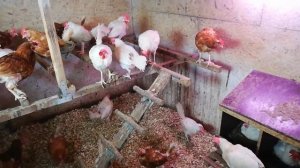 Куры породы ДекАлб Уайт "Обзор"