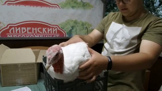 Вес бройлерных индюков в 70 дней. смотреть онлайн