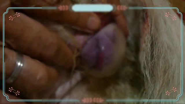 CHIHUAHUA DOG GIVES BIRTH | NORMAL DELIVERY смотреть онлайн