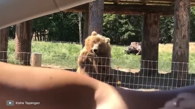 Самые Невероятные Случаи в Зоопарке Снятые на Камеру смотреть онлайн