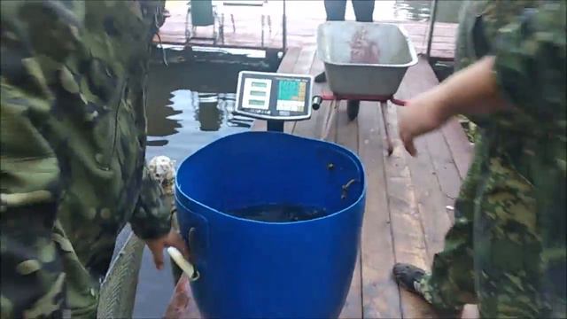 Запуск 100 кг. осетра в Нижний пруд. Клёвое место Лосиный остров. смотреть онлайн