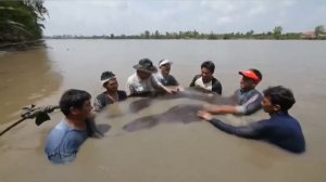 Топ 10 самых опасных рыб в мире !