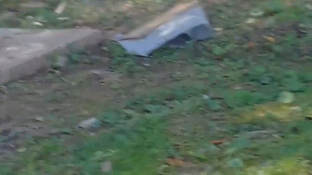 У меня на даче есть белка смотреть онлайн