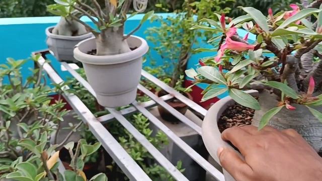 #adenium #arabicum #Khz variety #garden смотреть онлайн