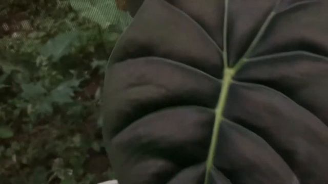 Alocasia Golden Bone #alocasia #alocasiaGoldenBone #goldenBone #aroidIndonesia