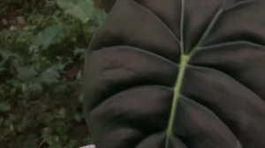 Alocasia golden bone #alocasia #alocasiaGoldenBone #goldenBone #aroidIndonesia