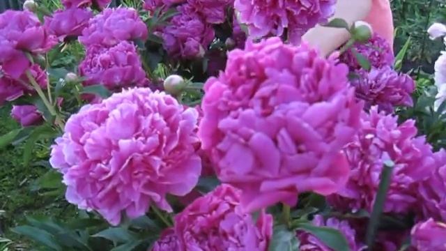 Пион по наследству.Малиновый поздний сорт.Неопознанный объект с крупными цветами. 2019г смотреть онлайн
