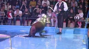 Тюленчик отжигает!!