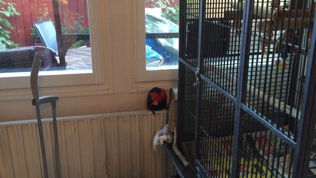 Попугай Гоша играет! black capped lory смотреть онлайн