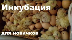 Инкубация бройлера в Блице Норма и Луппер. Мелочи, особенности и ошибки. Для начинающих птицеводов