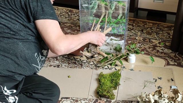 Палочники, уход и содержание.