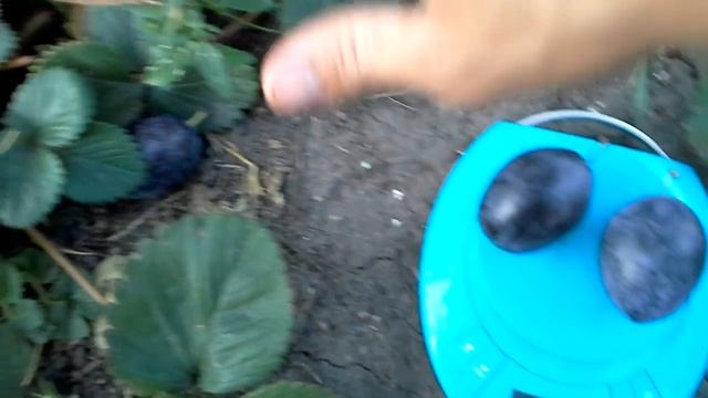 Слива " Стенли" смотреть онлайн