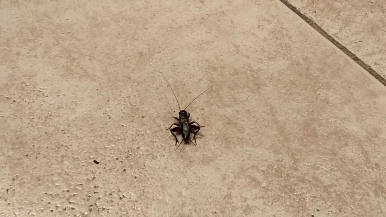 Таракан, таракан, тараканище!