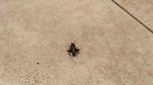 Таракан, таракан, тараканище!