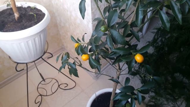 ЦИТРУСОВЫЕ НА ЛОДЖИИ смотреть онлайн