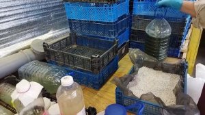 Размножаю триходерму на перлите к новому сезону . Часть 2.