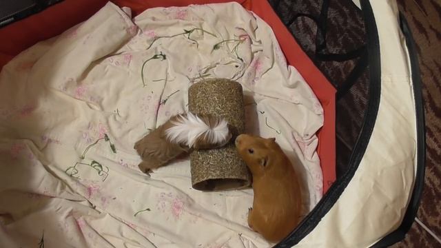 Как познакомить морских свинок/Знакомство двух свинок смотреть онлайн