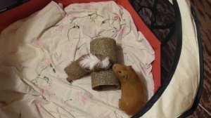 Как познакомить морских свинок/Знакомство двух свинок