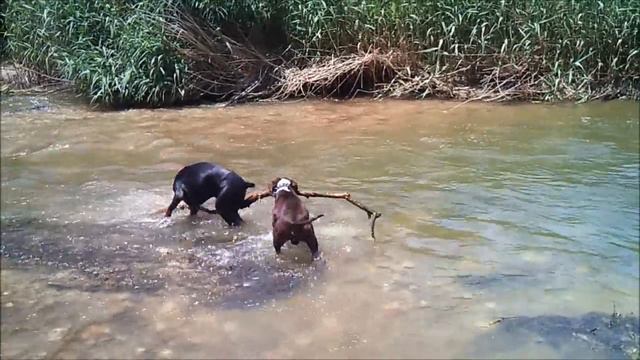 Doberman Vs. American Staffordshire смотреть онлайн