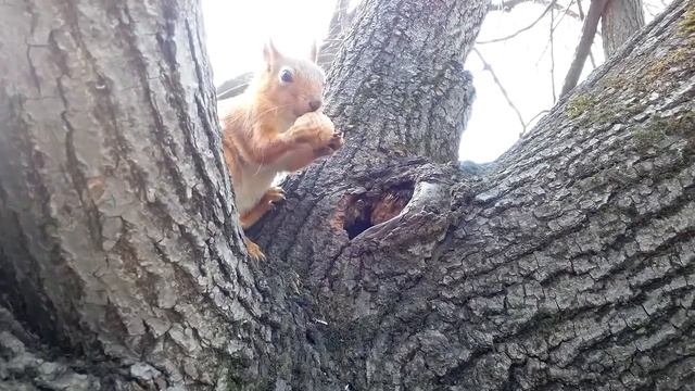 крутится вертится грецкий орех смотреть онлайн