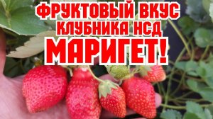 Клубника с фруктовым вкусом, Лидер по урожайности, сорт Французской селекции, МАРИГЕТ!