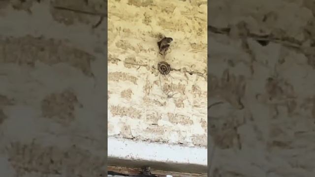 Сыч домовой смотреть онлайн