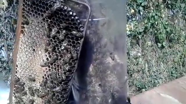 Нуклеус Джинн. Просто смотрите. смотреть онлайн