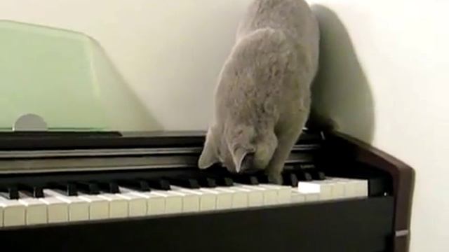 Кошачья мелодия смотреть онлайн