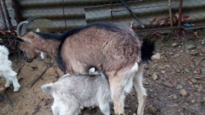 Козы мясо чистый продукт