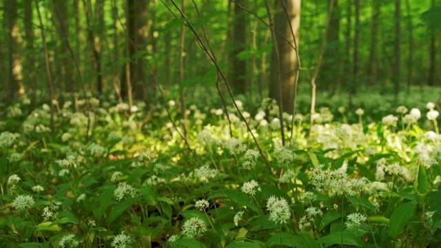 " Я открою сердце утру " . Стихи Яны Басист. Музыка Артура Алиева . Поёт Ангелина Власовец смотреть онлайн
