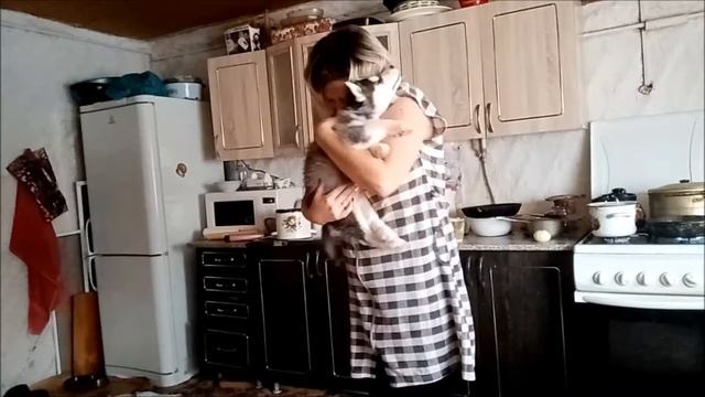 Особенности жизни собак породы хаски. husky, features of life смотреть онлайн
