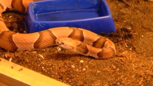 Фауна южных стран.