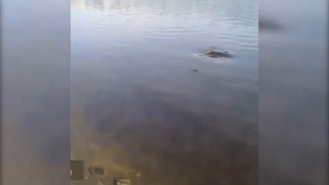 Ловля сома на лягушку, Обь Сом 21,5кг смотреть онлайн