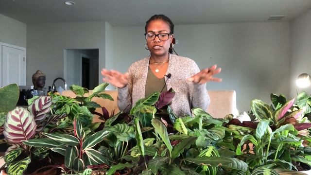How to Care for Prayer Plants | Plant Care Tips and Maintenance смотреть онлайн