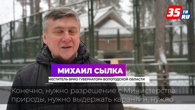 Вологодские зубры поселятся в зоопарке Деда Мороза в Великом Устюге смотреть онлайн