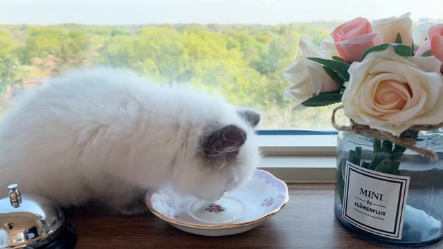New Ragdoll Kitten “Blue” - Wagyu Mukbang смотреть онлайн