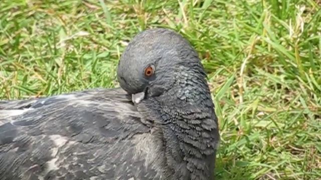 Голубь чистит перышки. Замедленная съемка.