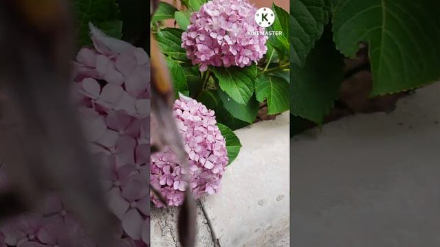 HYDRANGEAS MACROPHYLLA🌸 #naturelovers🏞#summer☀️#summerflowers🌼#flowers#plants🌾#naturebeauty🌱#love 💜 смотреть онлайн
