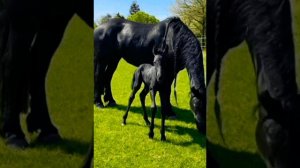 БАХТАЛЭ РОМА (GIPSY STYEL) ЦЫГАНСКИЕ ПЕСНИ