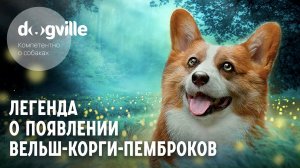 Легенда о том, как появились Вельш-корги-пемброки