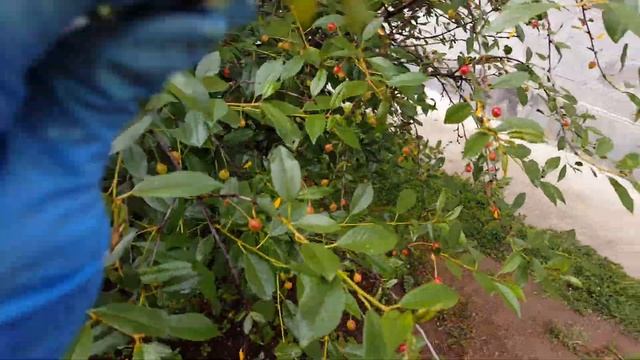 Борьба с тлей. Опрыскивание составом из соды, аммиака и жидкого мыла. смотреть онлайн