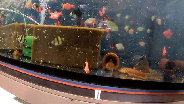 вечернее кормление домашней аквариумной разводни смотреть онлайн