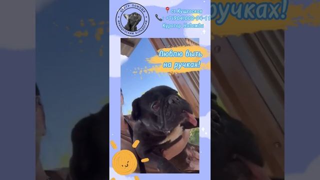 Видео о нашей подопечной Мелани. Для удочерения ?Заполняем анкету? затем ‼️ЗВОНИМ‼️ куратору