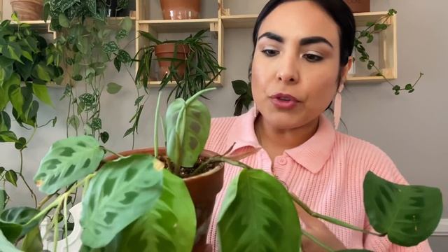 My 15 Calathea, Maranta, Prayer Plant, Ctenanthe Collection - plus Care tips смотреть онлайн